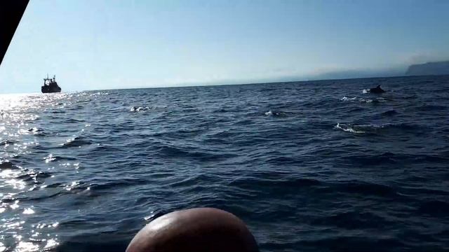 Крым. Встреча с Дельфинами! ч.2 смотреть онлайн