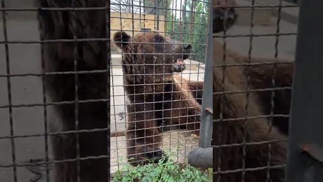 Медведь в парке Львов Тайган