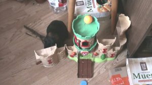 морские свинки янв2022