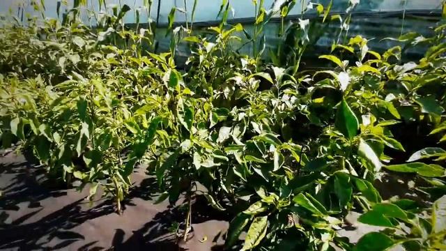 Перец Капстар Kapstar Bursa Tohum смотреть онлайн