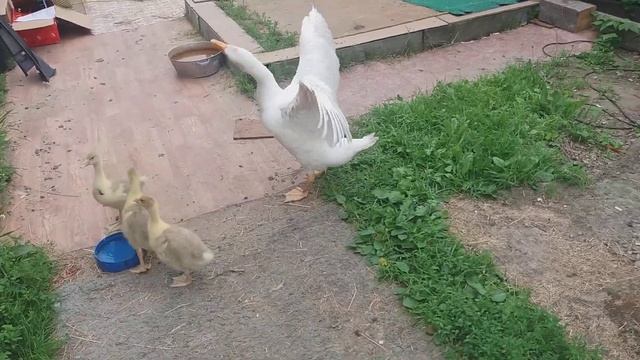 Прогулка маленьких гусят с большим гусёнком смотреть онлайн