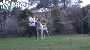 Kangal vs Bully Kutta Who Would Win!!!