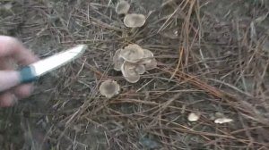 Зимний грибной сезон в Моспино: Грибы Донбасса-2018