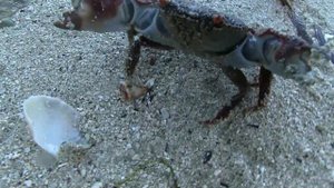 Я много побывал я видел белый свет