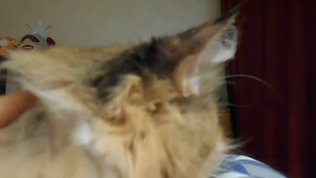 Сначала были ВИБРИССЫ! Кошка Подушка и её усищи:) смотреть онлайн