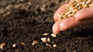 КРАНИОСАКРАЛЬНЫЙ РИТМ