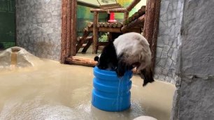 Панда осваивает бочку с водой