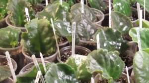 Лист фиалки на укоренении вянет   Можно ли вообще что то сделать?