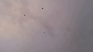 Николаевские голуби Сергея Коровина г Бобров Воронежская обл  № 2