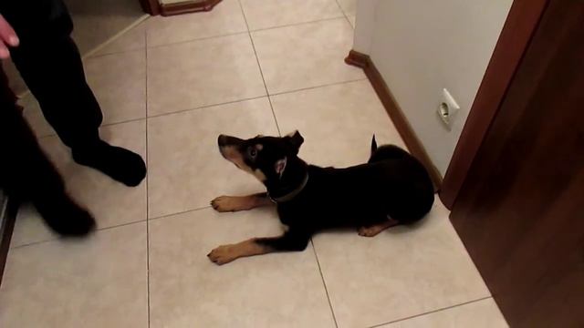 щенок команды смотреть онлайн