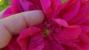 Thomas Becket David Austin roses 1 Year later update
