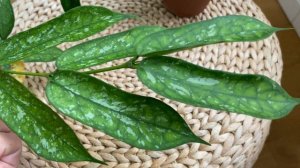 Hoya Pandurata Vietnam splash-вырастила заново за год