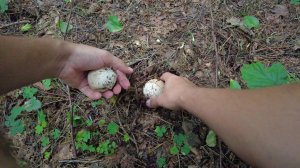 Выбрались в лес за грибом веселка! Где растет Веселка. ИЩЕМ В ЛЕСУ ВЕСЕЛКУ! Веселка гриб где растет.