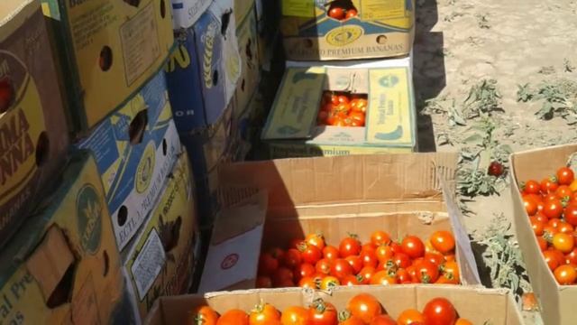 Томат солероссо. смотреть онлайн