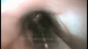 Кость в пищеводе у собаки