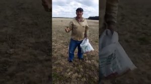 Сбор чабреца (богородская  трава, тимьян)