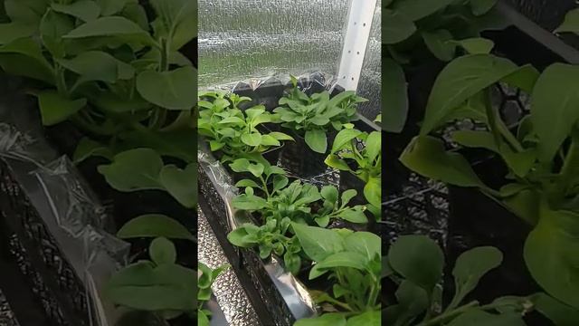 ПЕТУНИЯ АМПЕЛЬНАЯ смотреть онлайн