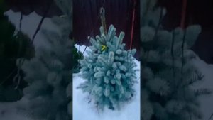 Ель Виллс Цверг , С15(80/100см)-6.500₽) продажа в группе телеграмм https://t.me/S76Olga_76