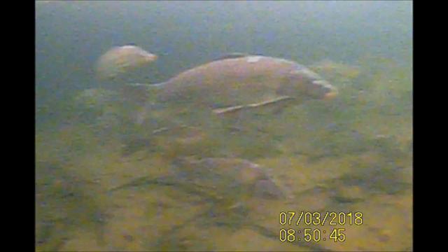 Зимний карп!!! Стоит ждет лета!!! смотреть онлайн