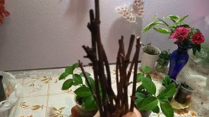 Гортензии метельчатые из зимних черенков