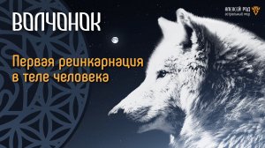 Волчонок: первая реинкарнация в теле человека (Ченнелинг)