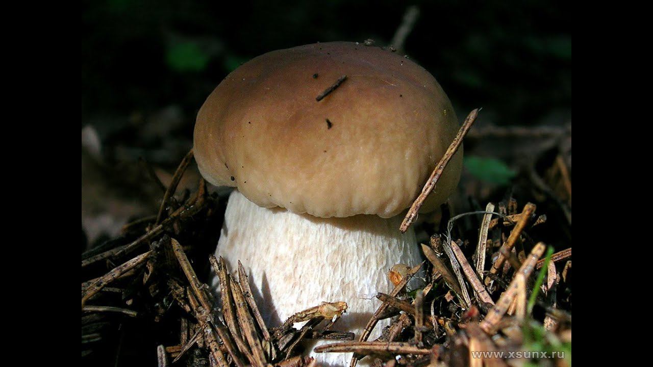 В лес ПО ГРИБЫ | ГРИБАЛКА | Тихая ОХОТА | смотреть онлайн