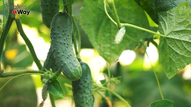 ОТ 1 ЛОЖКИ ОГУРЦЫ НЕ ЖЕЛТЕЮТ И БУРНО ПЛОДОНОСЯТ! смотреть онлайн