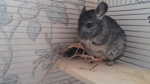 Шиншилла в клетке.