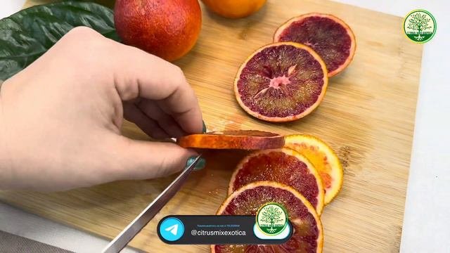 🍊 Дегустация Апельсина Сангвинелли | #комнатныерастения #обзоррастений #дегустация #цитрусмикс