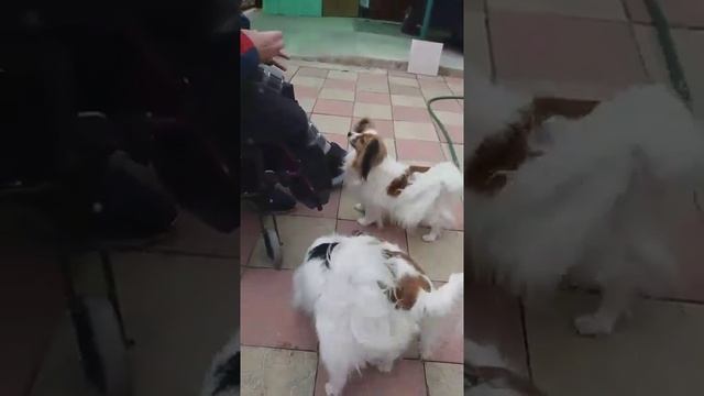 Пальон, собака с ушами похожими на крылья бабочки. смотреть онлайн