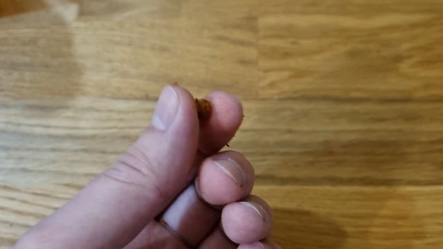 Вместо мотыля для зимней рыбалки, насадка для зимней рыбалки на всю рыбу, зимняя рыбалка смотреть онлайн