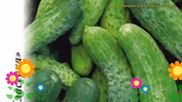 Огурец Новый Нежинский F1. Краткий обзор, описание характеристик, где купить семена cucumis sativus смотреть онлайн