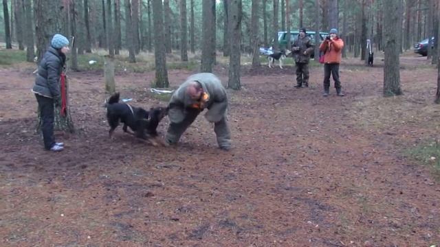 Бурят-монгольский волкодав Дарушка дрессировка в Твери с Сергеем Онупко... смотреть онлайн