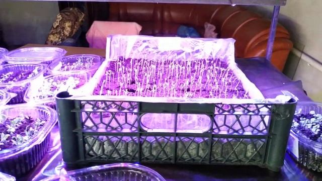 Такое разное освещение для рассады смотреть онлайн