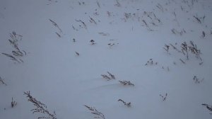 Ориентирование на местности зимой. Открытые пространства. Часть 2