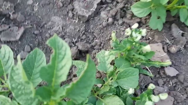 такой перец я ещё не сажала! смотреть онлайн