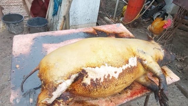 Разделка туши вьетнамского поросенка пять месяцев Выход мяса выход сало смотреть онлайн