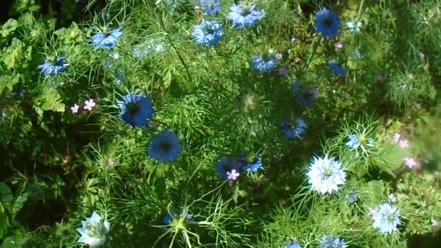 The ever delightful Love-in-a-Mist   -  Nigella damascena смотреть онлайн
