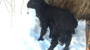 Овцы эдильбаевской породы.