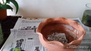 Аризема специозум(arisaema speciosum)посадка.