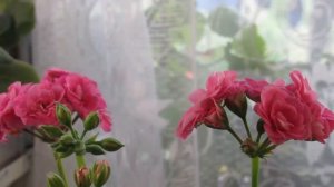 УХОД ЗА ЦВЕТУЩЕЙ ГЕРАНЬЮ ! ПРОДОЛЖИТЕЛЬНОЕ ЦВЕТЕНИЕ