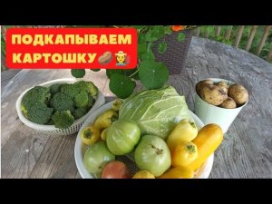 Подкапываем картошку. Дожди заливают, трава растет