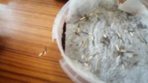 КАК ПРАВИЛЬНО САЖАТЬ БАРХАТЦЫ. Два способа посадки.