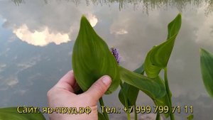 Понтедерия сердцелистная (Pontederia cordata) Pontederia cordifolia