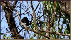 45~Bird Calls/Songs/Sounds~Grey Shrike-thrush~Australian Backyard Garden Birds Singing