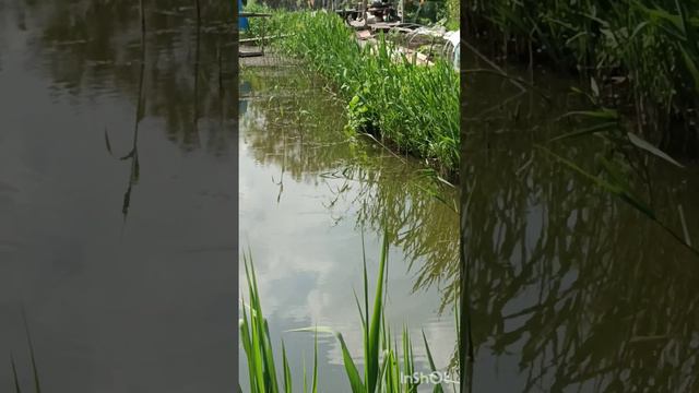 Чë за лев этот тигр!!! кто это? смотреть онлайн