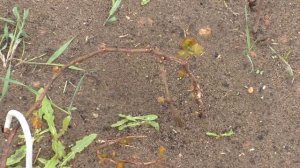 Виноград. Как перезимовал не укрывной  виноград .