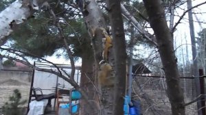 Садовый вар ГРИН БЭЛТ  после зимы. Отзыв.