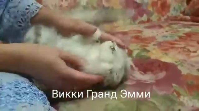 Викки Гранд Эмми,  2,5 месяцев смотреть онлайн