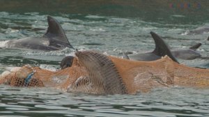 ДЕЛЬФИНЫ. ИНТЕРЕСНЫЕ ФАКТЫ/DOLPHINS. INTERESTING FACTS